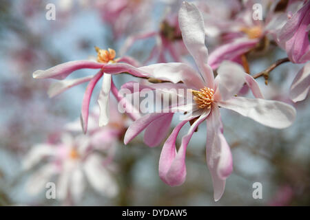 La floraison des magnolias, variété Leonard Messel, ornementales, forme hybride (Magnolia Magnolia x loebneri Leonard Messel) Banque D'Images