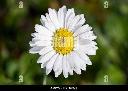 Bellis perennis (Daisy), Bade-Wurtemberg, Allemagne Banque D'Images