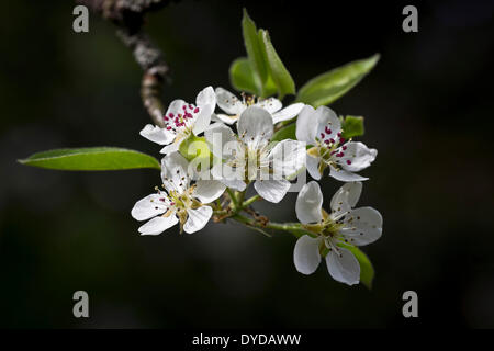 Fleurs d'un Gaishirtl Geishirtle Stuttgart ou Poirier (Pyrus communis), Stuttgart, Bade-Wurtemberg, Allemagne Banque D'Images