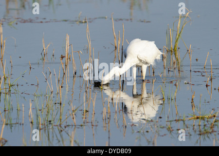 Grande aigrette (Casmerodius albus) de nourriture dans l'eau avec la réflexion. Banque D'Images