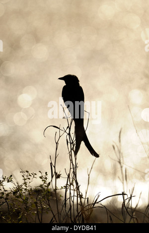 Black drongo (Dicrurus macrocercus) avec rétro-éclairage et réflexions en arrière-plan. Banque D'Images