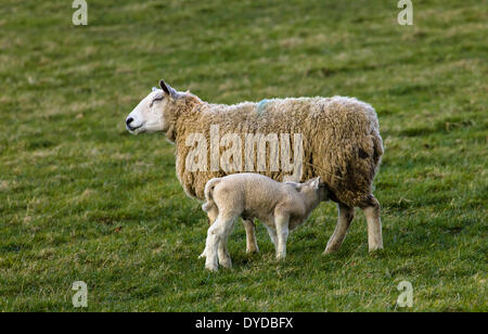 Agneau de lait de brebis dans le Derbyshire. Banque D'Images