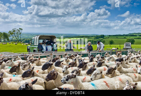 Les moutons se sont réunis à d'aspersion pour les débarrasser des parasites intestinaux. Banque D'Images