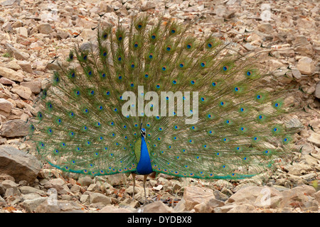 Pavo cristatus (paons indiens), avec ses plumes pour la cour. Banque D'Images