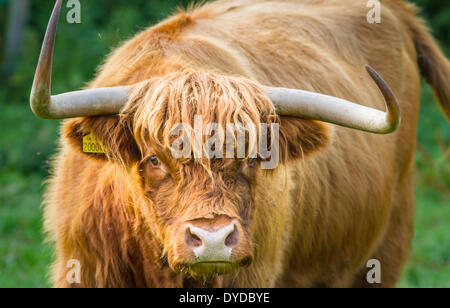 Highland cattle avec cornes menaçantes. Banque D'Images