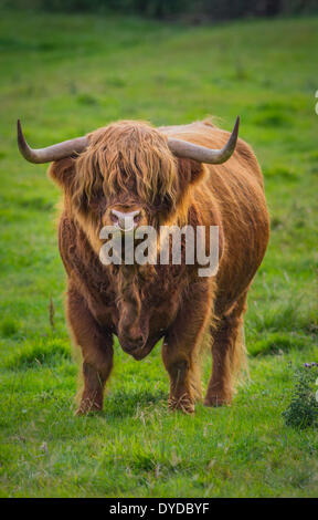 Highland cattle avec cornes menaçantes. Banque D'Images