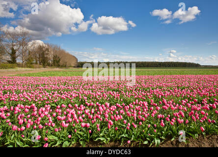 Champs de tulipes près de Narborough à Swaffham Norfolk dans la campagne. Banque D'Images