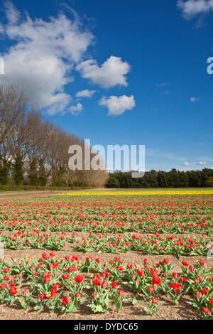 Champs de tulipes près de Narborough à Swaffham Norfolk dans la campagne. Banque D'Images