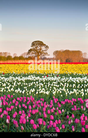 Champs de tulipes près de Narborough à Swaffham Norfolk dans la campagne. Banque D'Images