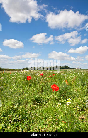 Des champs de pavot près du village de Castle Acre à Norfolk. Banque D'Images