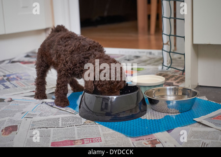 Un chiot caniche miniature de manger son dîner. Banque D'Images