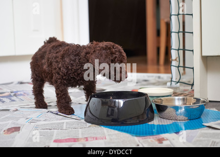 Un chiot caniche miniature de manger son dîner. Banque D'Images