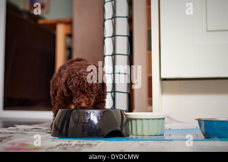 Un chiot caniche miniature de manger son dîner. Banque D'Images