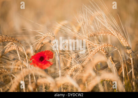 Un coquelicot entouré par un champ d'orge en fin de soirée la lumière du soleil. Banque D'Images