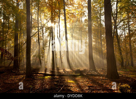 Lever du soleil à Rishbeth Woods dans la forêt de Thetford. Banque D'Images