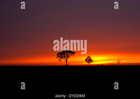 Une tempête coucher du soleil sur les terres agricoles par le village d'Oby à Norfolk. Banque D'Images