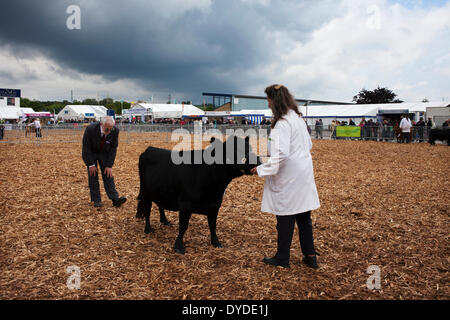 Si l'on en juge à la vache baignoire et West show. Banque D'Images