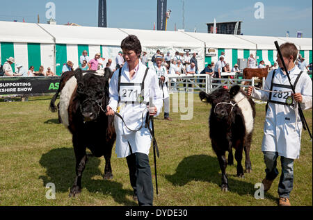 Les bovins à ceinture au Great Yorkshire Show. Banque D'Images