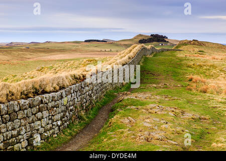 Une vue le long du mur d'Hadrien près de Crag Housesteads dans lumière du soir. Banque D'Images