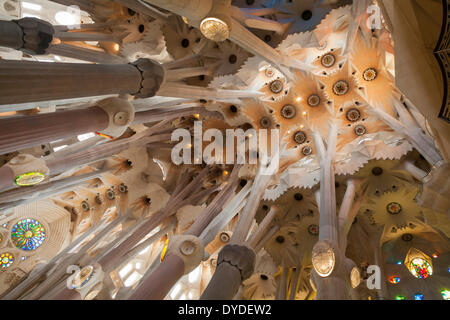 Jusqu'à dans la salle voûtée plafond décoratif de la cathédrale Sagrada Familia. Banque D'Images