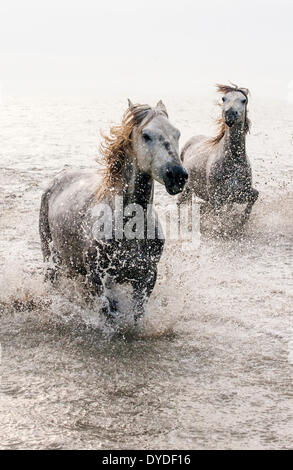 Camargue chevaux blancs galoper dans l'eau.. Banque D'Images