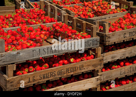 Caisses de fraises fraîches British pour la vente. Banque D'Images