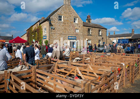 Masham Moutons juste. Banque D'Images