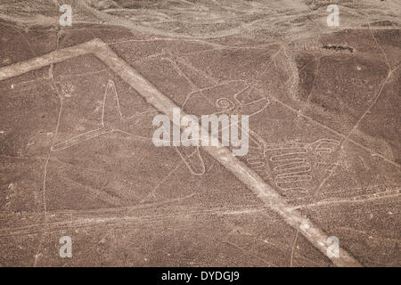 Lignes de Nazca avec la baleine. Banque D'Images