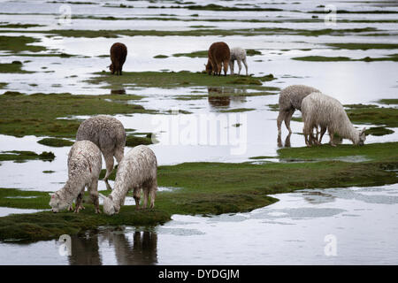 Les lamas dans un champ au nord d'Arequipa. Banque D'Images