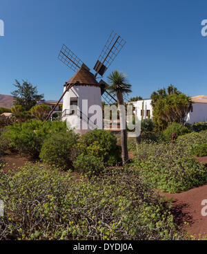 L'Espagne, l'Europe, Fuerteventura, Îles Canaries, Antigua, le Molino de Antigua, jardin de cactus, cactus, moulin, été, jardin, Banque D'Images