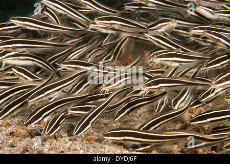 Poisson-chat rayé (Plotosus lineatus) une école dans le Détroit de Lembeh au large de l'île de Sulawesi, en Indonésie. Banque D'Images