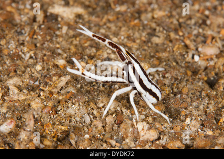 Crinoïde élégant du homard (Allogalathea elegans Squat) dans le Détroit de Lembeh au large de l'île de Sulawesi, en Indonésie. Banque D'Images