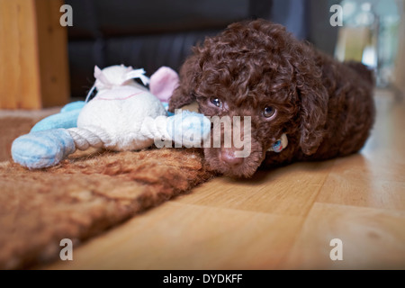 Un chiot caniche miniature ludique avec un soft de mâcher. Banque D'Images