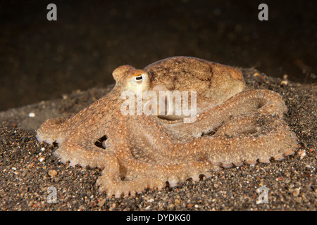 Bras long Poulpe (Octopus sp.), que c'est pas encore nommé et l'espèce est commune dans le Détroit de Lembeh Banque D'Images