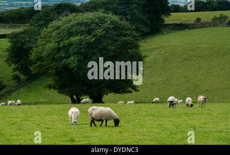 Des moutons paissant sur les terres agricoles rurales sur Exmoor, UK Banque D'Images