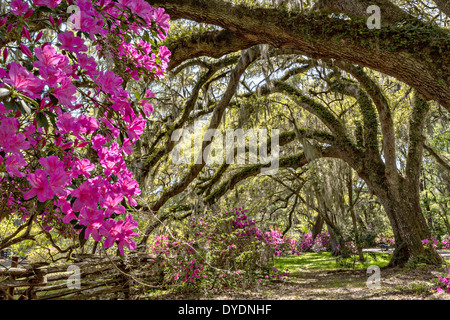 Des siècles vieux chênes vivent couverts de mousse espagnole et entouré d'azalées en fleurs au printemps à Magnolia Plantation, 10 avril 2014 à Charleston, SC. Banque D'Images