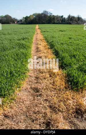 Un sentier à travers un champ de blé a été pulvérisée avec Roundup à garder claire pour l'accès du public. Suffolk Orford. Banque D'Images