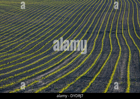 Lignes de maïs / Maïs (Zea mays) les semis croissant dans le champ au printemps Banque D'Images