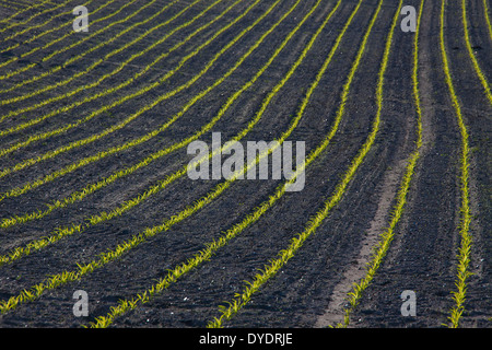 Lignes de maïs / Maïs (Zea mays) les semis croissant dans le champ au printemps