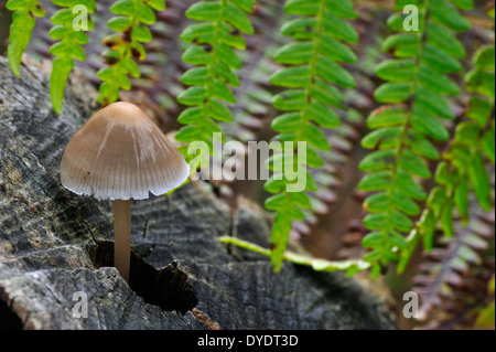 Bonnet commune / toque mycena / rosy-gill casque Mycena galericulata (fée) growing on tree trunk dans le forêt d'automne Banque D'Images