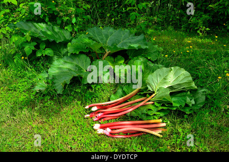 Récolte de tiges de rhubarbe (Rheum rhaponticum), en mai. Banque D'Images