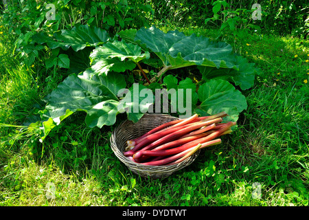 Récolte de tiges de rhubarbe dans un petit panier (Potager de Suzanne, Le Pas, en Mayenne, Pays de la Loire, France). Banque D'Images