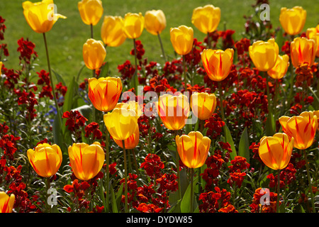 Tulipes printanières colorées tulipa et fleurs murales Erysimum dans les parterres de fleurs à Bournemouth Lower Gardens, Bournemouth, Dorset UK en avril Banque D'Images