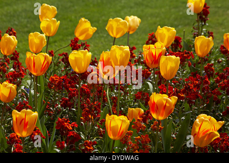 Tulipes printanières colorées tulipa et fleurs murales Erysimum dans les parterres de fleurs à Bournemouth Lower Gardens, Bournemouth, Dorset UK en avril Banque D'Images
