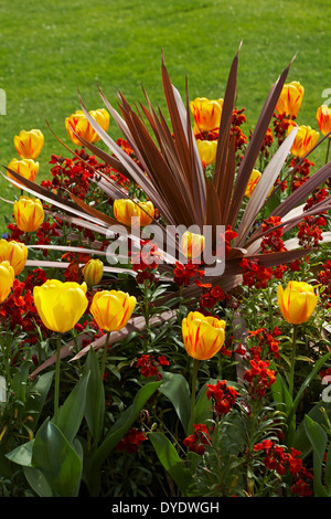 Tulipes printanières colorées, cordyline et fleurs murales Erysimum dans les parterres de fleurs à Bournemouth Lower Gardens, Bournemouth, Dorset UK en avril Banque D'Images
