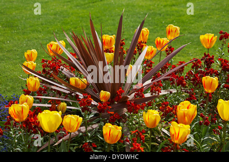 Tulipes printanières colorées, cordyline et fleurs murales Erysimum dans les parterres de fleurs à Bournemouth Lower Gardens, Bournemouth, Dorset UK en avril Banque D'Images
