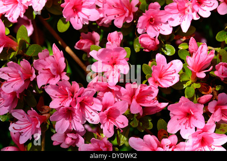 Azalea japonica en fleurs dans un jardin. Banque D'Images