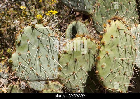 L'isoète d'Pricklypear, Desert Botanical Gardens, Phoenix, Arizona, USA Banque D'Images