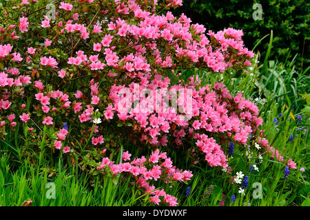 Azalea japonica en fleurs dans un jardin. Banque D'Images