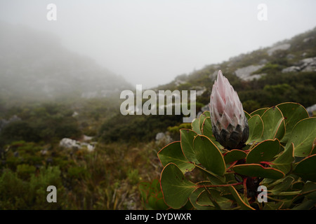 (Photo:PROTEA Protea King) en fleurs sur la Montagne de la table Banque D'Images